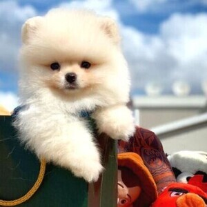 Korean Snow White Pomeranian Boo Pup | PostAds PH