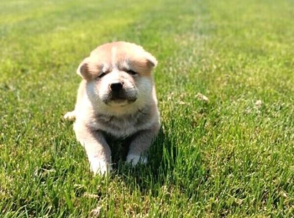 JAPANESE AKITA WITH MALE AND FEMALE PEDIGREE