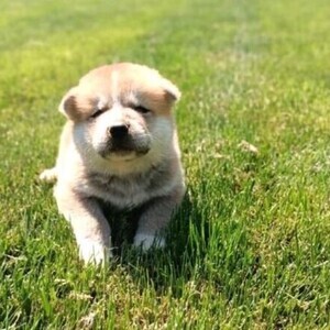 JAPANESE AKITA WITH MALE AND FEMALE PEDIGREE | PostAds PH