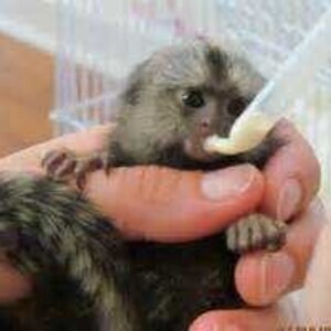 Marrmoset Monkeeys WhatsApp:+63-9455-189-371 Viber:+63-9455-189-371 | PostAds PH