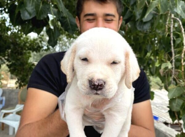 Our Labrador Puppies