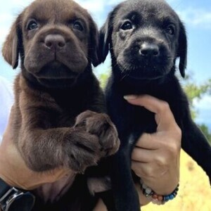 CUTE LABRADOR PUPPIES WITH DIFFERENT COLOR OPTIONS | PostAds PH