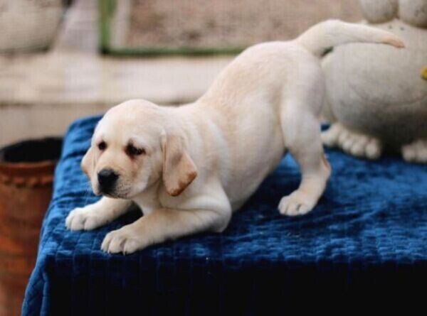 A QUALITY PEDIGREE SHOW LABRADOR PUPPIES IN QUALITY