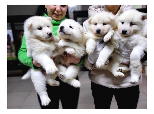 Samoyed Dolls