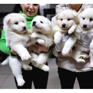 Samoyed Dolls | PostAds PH
