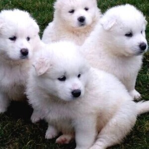 OUR SAMOYED PUPPIES | PostAds PH