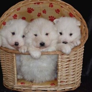 Samoyed Puppies | PostAds PH