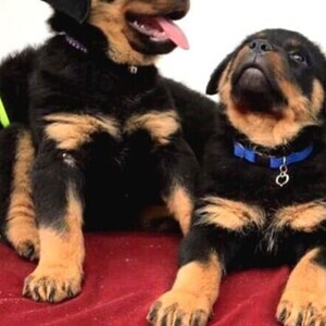 ORIGINAL PUREBRED rottweiler PUPPIES | PostAds PH