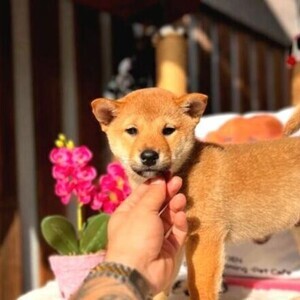 ORIGINAL SHIBA-INU PUPPIES FROM PEDIGREE PARENTS | PostAds PH
