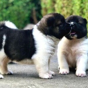 OUR AMERICAN AKITA PUPPIES | PostAds PH