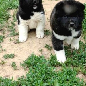 NOBLE AMERICAN AKITA PUPPIES | PostAds PH