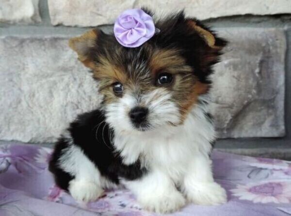 MORKIE BREED PUPPIES