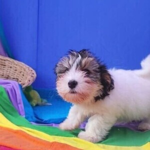A QUALITY ORIGINAL MORKIE PUPPIES | PostAds PH