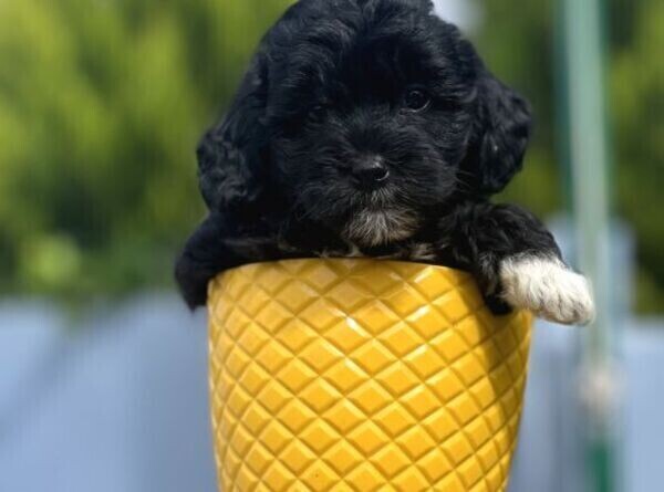 TEACUP MORKIE BABY