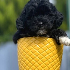 TEACUP MORKIE BABY | PostAds PH