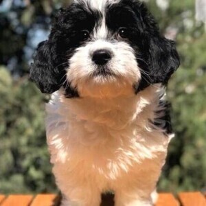 OUR BEAUTIFUL MINI SIZE MORKIE MALE AND FEMALE PUPPY | PostAds PH