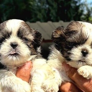 SHIH-TZU PUPPIES READY | PostAds PH