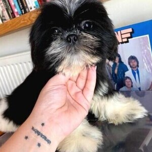 OUR 3-MONTH-OLD WC TRAINED FEMALE PUPPY WITH PERFECT ANOTOMY STRUCTURE | PostAds PH