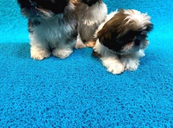 SHIHTZU PUPPIES AVAILABLE