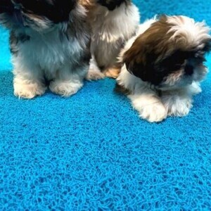 SHIHTZU PUPPIES AVAILABLE | PostAds PH