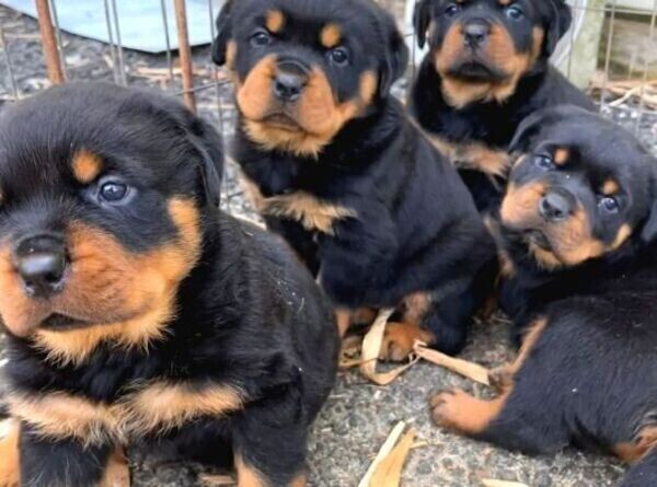 TOP QUALITY ROTWAILER PUPPIES