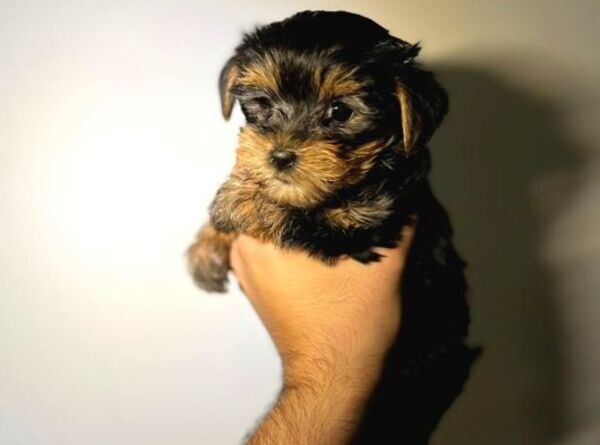 Tea cup Yorkshire Terriers puppies