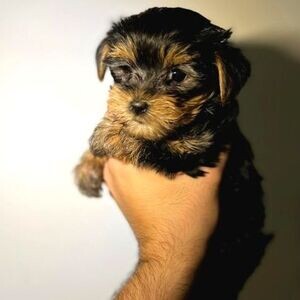Tea cup Yorkshire Terriers puppies | PostAds PH