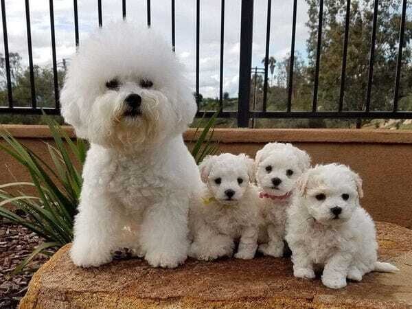 Bichon Frise Puppies