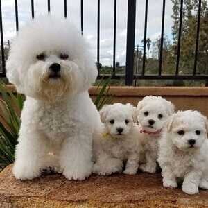 Bichon Frise Puppies | PostAds PH