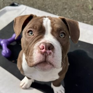American pitbull | PostAds PH