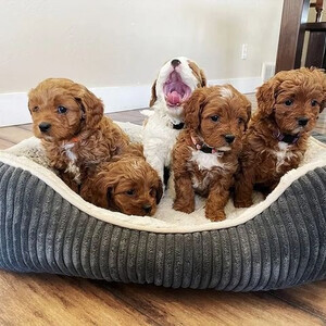Cavapoo Puppies | PostAds PH