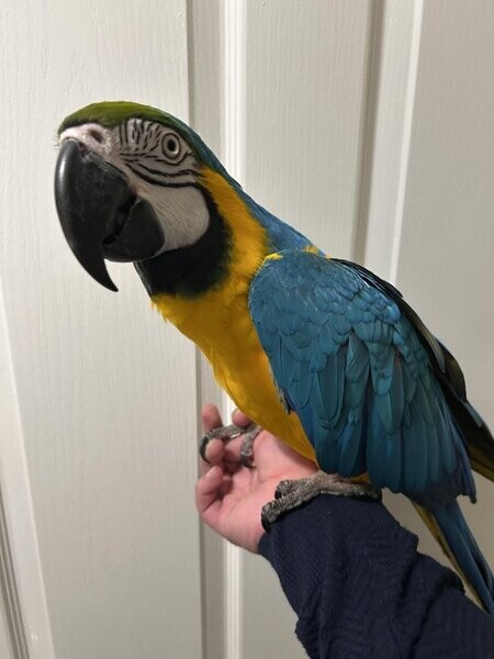 Macaw Blue Gold parrots