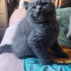 British Shorthair Kitten | PostAds PH
