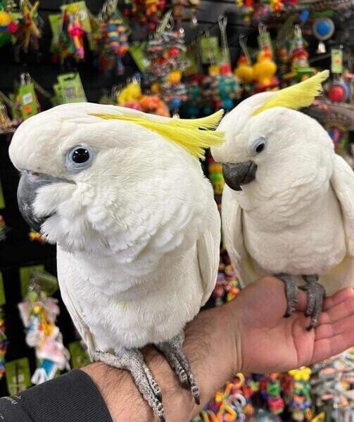 Umbrella cockatoos parrots