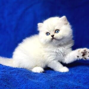 British Longhair Kittens | PostAds PH