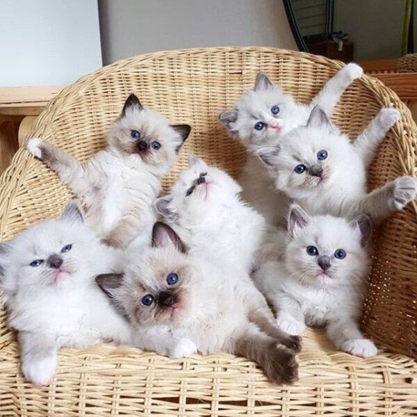 Ragdoll Kittens Now 