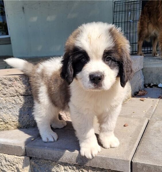 Saint Bernard Puppies ready