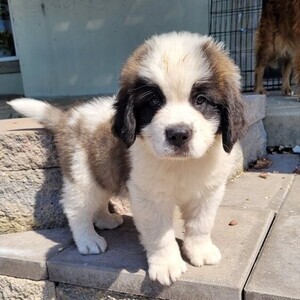 Saint Bernard Puppies ready | PostAds PH
