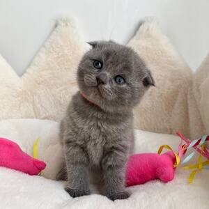 Scottish Fold kittens | PostAds PH