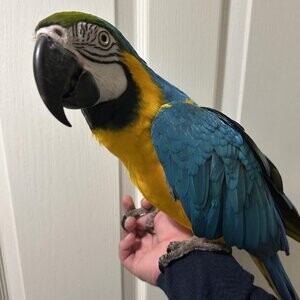 Blue & Gold Macaw parrot | PostAds PH