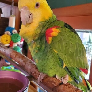 Yellow Head Amazon | PostAds PH