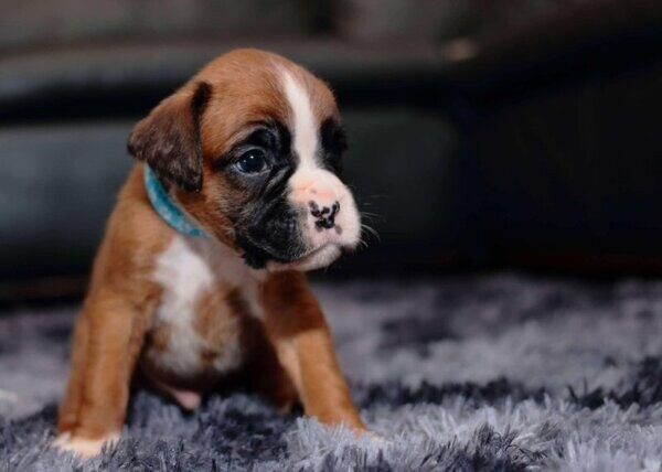 Boxer Pups WhatsApp:+63-9455-189-371  Viber:+63-9455-189-371