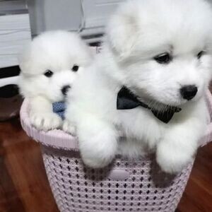 Samoyed Pups WhatsApp:+63-9455-189-371 Viber:+63-9455-189-371 | PostAds PH