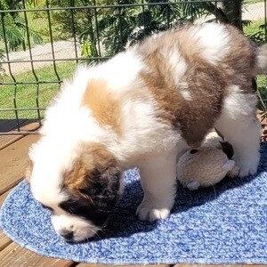 Saint Bernard pups WhatsApp:+63-9455-189-371 Viber:+63-9455-189-371 | PostAds PH