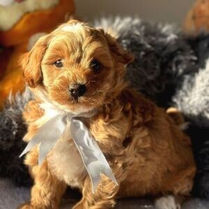Maltipoo pups WhatsApp:+63-9455-189-371 Viber:+63-9455-189-371 | PostAds PH