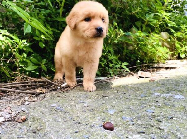 Golden Retriever pup WhatsApp:+63-9455-189-371  Viber:+63-9455-189-371