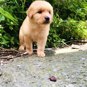 Golden Retriever pup WhatsApp:+63-9455-189-371 Viber:+63-9455-189-371 | PostAds PH