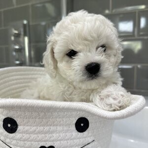 BBichon Frise WhatsApp:+63-9455-189-371 Viber:+63-9455-189-371 | PostAds PH