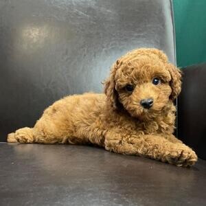 Toy poodle puppies | PostAds PH