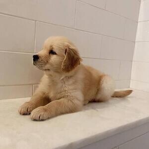 Golden Retriever Pups. | PostAds PH
